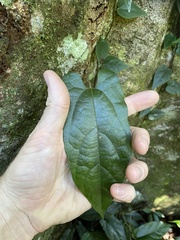Aristolochia deltantha