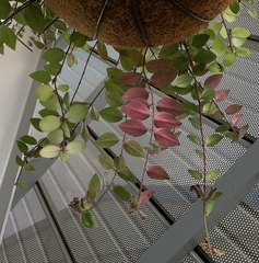 Aeschynanthus radicans