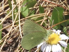 Colias behrii