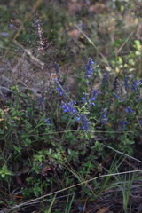 Salvia helianthemifolia