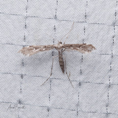 Hellinsia inquinatus