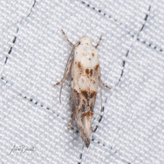 Mompha murtfeldtella