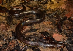 Phytolopsis punctata