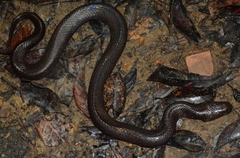 Phytolopsis punctata