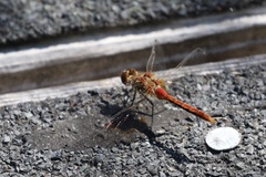 Sympetrum pallipes