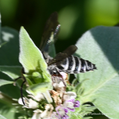 Coelioxys octodentatus