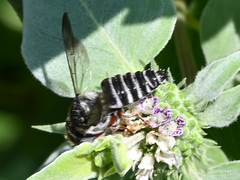 Coelioxys octodentatus