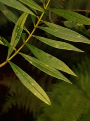 Logania albiflora