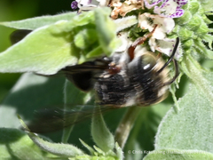 Coelioxys octodentatus