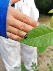 Omophoita simulans
