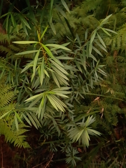Logania albiflora