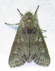 Psaphida rolandi