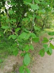Erythroxylum havanense