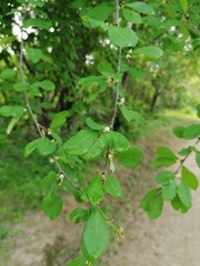Erythroxylum havanense