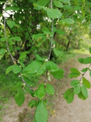 Erythroxylum havanense