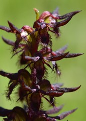 Genoplesium morrisii