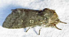 Psaphida rolandi