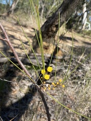 Acacia juncifolia