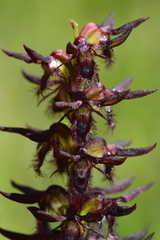 Genoplesium morrisii