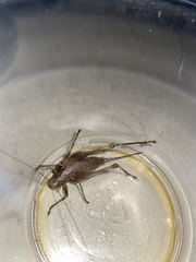 Idionotus siskiyou