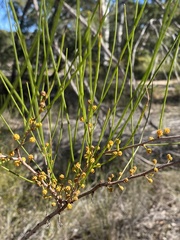 Acacia juncifolia