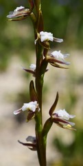 Prasophyllum brevilabre