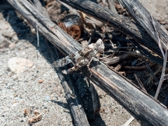 Trimerotropis californica