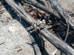 Trimerotropis californica