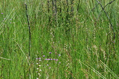 Prasophyllum brevilabre