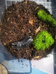 Lamprigera yunnana