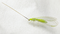 Ceraeochrysa lineaticornis