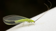 Ceraeochrysa lineaticornis