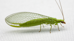 Chrysoperla harrisii