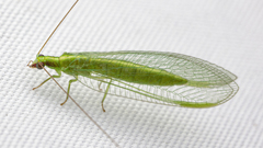 Chrysoperla harrisii