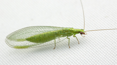 Chrysoperla harrisii