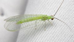 Ceraeochrysa lineaticornis