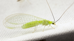 Ceraeochrysa lineaticornis