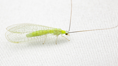 Ceraeochrysa lineaticornis