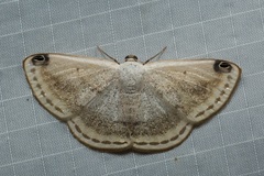 Lomographa sectinota