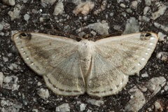 Lomographa sectinota
