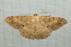 Luxiaria tephrosaria