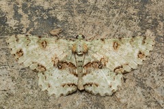 Ophthalmitis