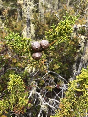 Cupressus pygmaea