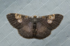 Peratophyga venetia