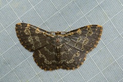 Peratophyga spilodesma