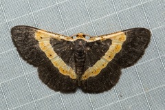 Peratophyga trigonata