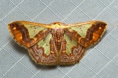 Peratophyga xanthyala