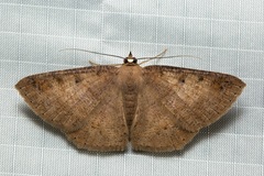 Petelia medardaria