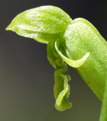Microtis oblonga