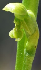 Microtis oblonga